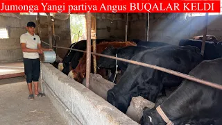 Jumong bugun Yondirvordi Aberdeen Angus BUQALAR KELDI