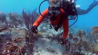 Coral conservation collaboration with Canon U.S.A., Inc.
