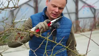 Jak ciąć róże pienne o zwisających pędach? Pokaz na przykładzie odmiany 'Sommerabend'