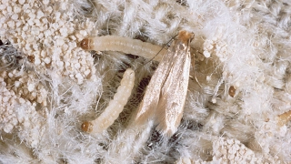 Complete Life Cycle of Clothes Moth on a Wool Rug