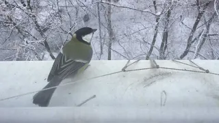 Весёлые синички