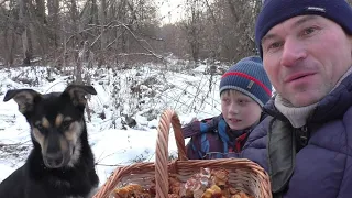 ЗИМОЙ ПО ГРИБЫ! ПОЛНАЯ КОРЗИНА ГРИБОВ В ДЕКАБРЕ! ОТЫСКАЛИ зимние опята в новом месте!