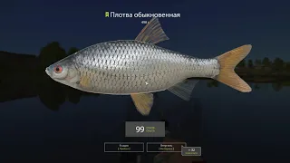 РУССКАЯ РЫБАЛКА 4(russian fishing 4) АКТИВНЫЙ КЛЕВ НА ВОЛХОВЕ