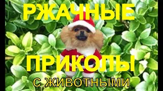 💥😜💥Я РЖАЛ ДО СЛЁЗ💥СМЕШНЫЕ ЖИВОТНЫЕ💥ПРИКОЛЫ С ЖИВОТНЫМИ💥КОТЫ💥СОБАКИ💥petsworld #14