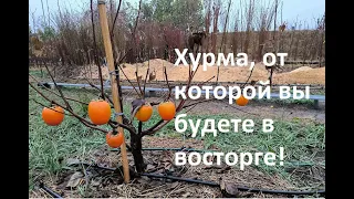 Бычье Сердце - настоящая восточная хурма.