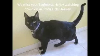 Bagheera: Song of the Heart (READ DESCRIPTION BELOW)