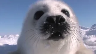 Baby harp seal sniffing. /クンクンするアザラシの赤ちゃん