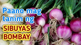 Paano magtanim ng SIBUYAS Na kahit sa Bahay lang