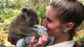 HAPPY SAVE THE KOALA DAY