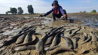 OMG Amazing! A Fisherman catch a lot catfish in little dry water at field by best hand today