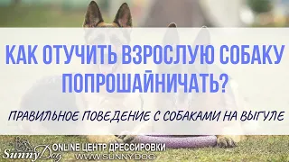 Как отучить взрослую собаку попрошайничать? Как вести себя с чужой собакой на выгуле?