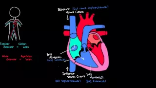 Kalp ve Kan Dolaşımı (Sağlık ve Tıp) (Dolaşım Sistemi Fizyolojisi)