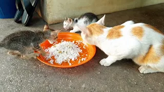 Smart kitten Popo eating food with new abandoned kittens