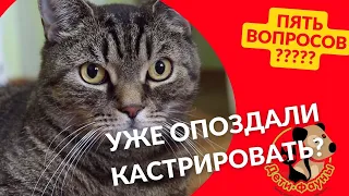 5 вопросов о кастрации кота / когда кастрировать кота/ можно сразу вакцинировать?