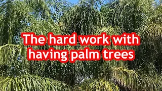 Backyard Gardening - The hard work with having palm trees (SHEDWARS22SH)G