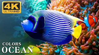 [NEW] 8HR Stunning 4K Underwater Footage - Rare & Colorful Sea Life Video - Relaxing Music