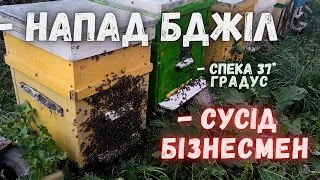Напад Бджіл  та  Страшна  Спека/Сусід  Біснесмен