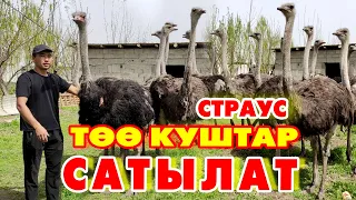 Оп Па! ТӨӨ КУШТАР келди САТЫЛАТ туугандар