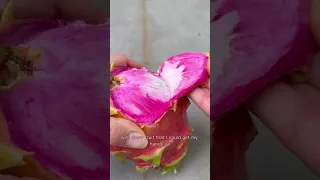 Easy dragonfruit seed extraction - into a cactus!🐉🌱