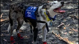 Bear the koala-detecting dog saves lives, melts hearts