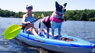 Can your dog KAYAK? // French Creek State Park