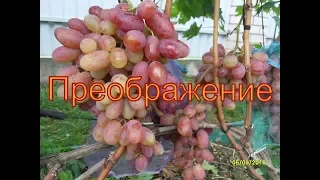 Виноград Беларуси . Лидчина .Сорт винограда -Преображение  .