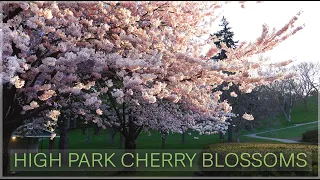 High Park Cherry Blossoms 2024