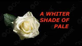 A WHITER SHADE OF PALE  -  BY PATRICK - POP - SLOW ROCK - FROM 1967