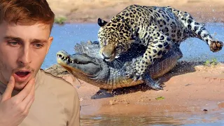 Reacting to 30 TIMES ANIMALS MESSED WITH THE WRONG OPPONENT