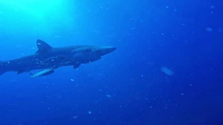 Голубые акулы  Остров Файал, Азорские острова