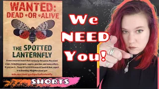 Should I Kill Spotted Lanternflies!? (in the US) #shorts