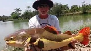 Fishing Video !!! 4 American Anglers !!! Awesome Predators Fishing Thailand #DAY 2- BKKGUY