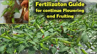 v73:How to Apply Fertilizer for Hot Peppers and other Solanaceous Crops in conventional ways.