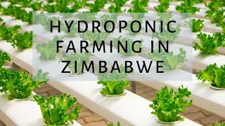 Innovative hydroponic farming in Zimbabwe