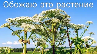 Обожаю это растение