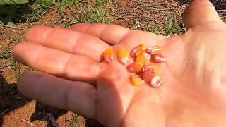 Teste ureia dissolvida na agua e tratada a semente |tratamento de semente milho com nitrogênio