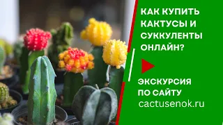 Видео экскурсия по сайту cactusenok.ru Как купить кактусы и суккуленты онлайн