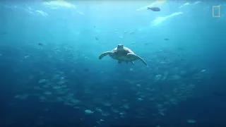 Sea Turtles 101 | National Geographic & the BBC (Life Under the Sea series)