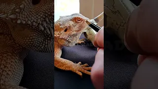 Nose Trumpet Removal from Bearded Dragon | Nose Shed | @ChuckNorrizBeardedDragons #stayrad #shorts