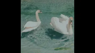 Tchaikovsky - Waltz Slowed (Swan Lake)