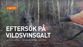 Eftersök på vildsvinsgalt