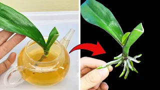 This magical water will make the rotten orchid revive and grow roots immediately
