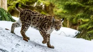 Top 10 animals from the Romanian forests