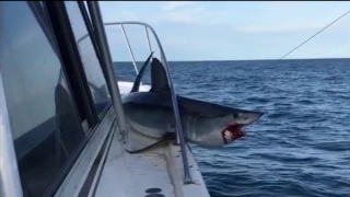 Shark jumps onto fisherman's boat