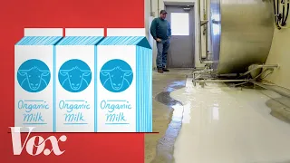 Why American farmers are throwing out tons of milk