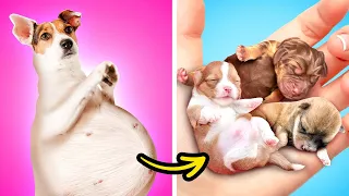 Dog Is Pregnant || Incredible Hacks And Smart DIY Gadgets For Pet Owners by Bla Bla Jam!