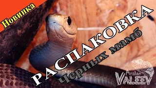 Распаковка пары черных мамб!))