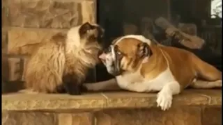 English Bulldog & Himalayan cat are the best of friends