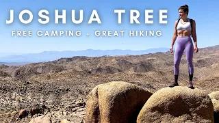 The Perfect Joshua Tree Car Camping Adventure (Free + No Permit!) + Lost Palms Oasis Trail Hike