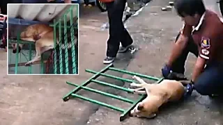 Dog Recused After Getting Stuck On Iron Gate